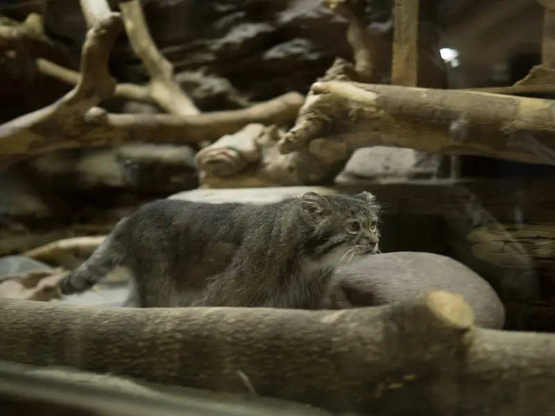 恩賜上野動物園のクリョンの写真