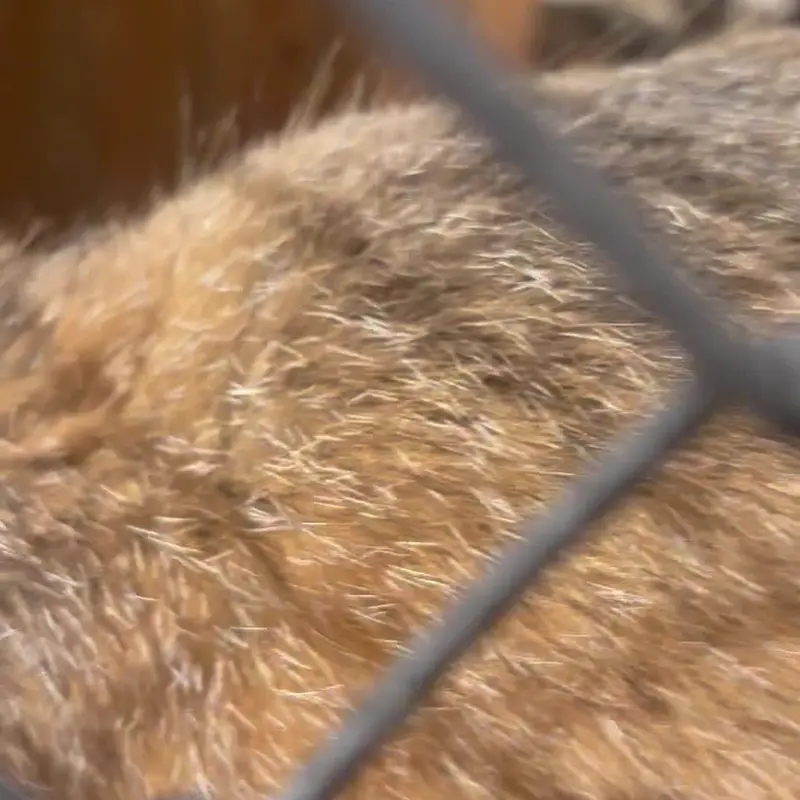 ノヴォシビルスク動物園のマヌルネコの写真