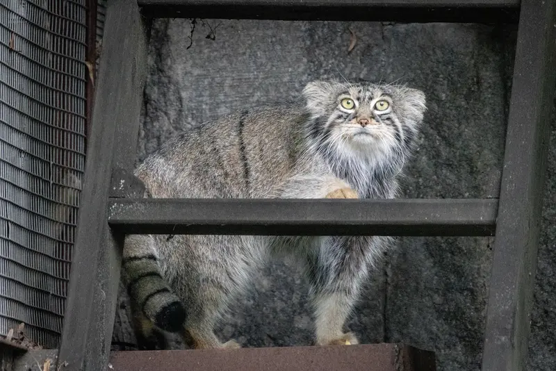 モスクワ動物園のティモフェイの写真