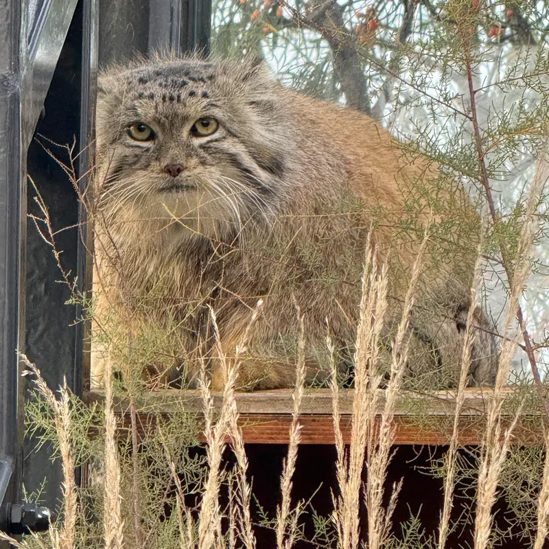 プラハ動物園のスパイの写真