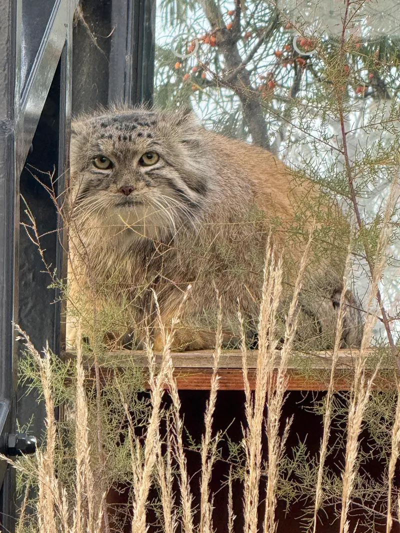 プラハ動物園のスパイの写真