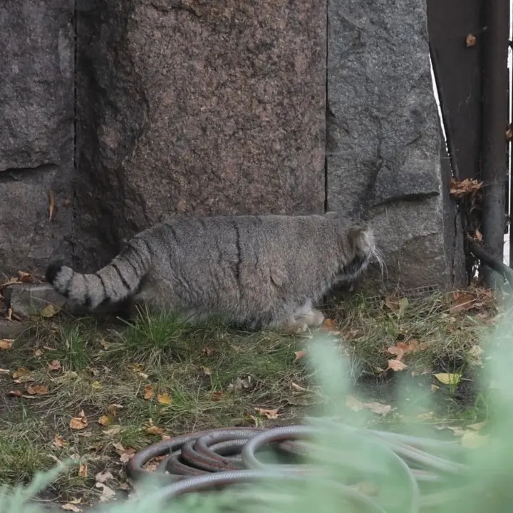 モスクワ動物園のティモフェイの写真