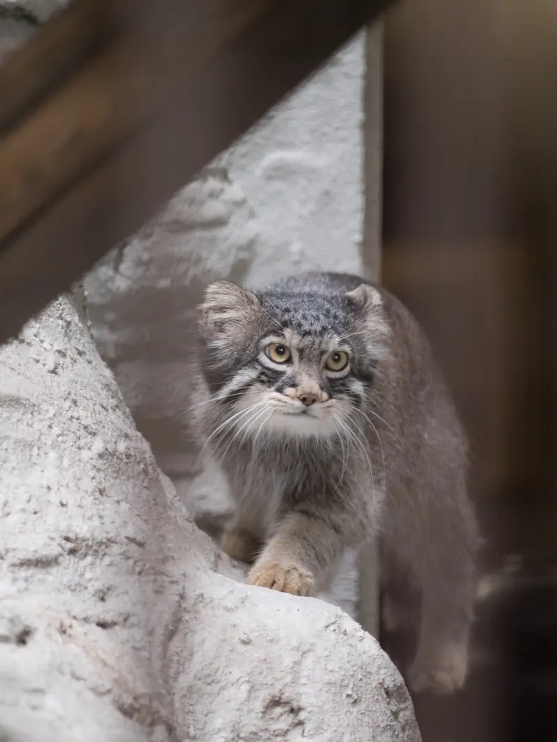 野毛山動物園のフィーガの写真