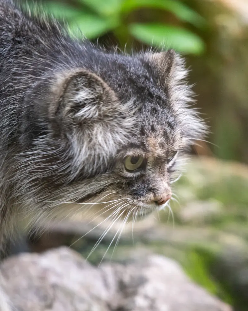 ウッチ動物園のパッツォの写真