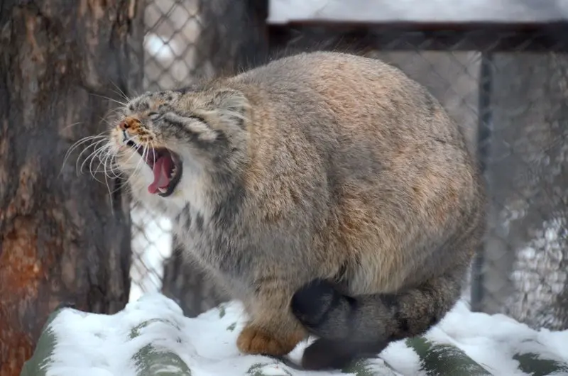 ノヴォシビルスク動物園のゼレノゴルスクの写真