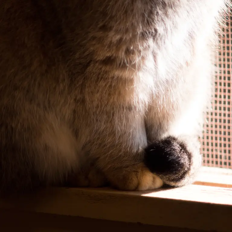 埼玉県こども動物自然公園のロータスの写真