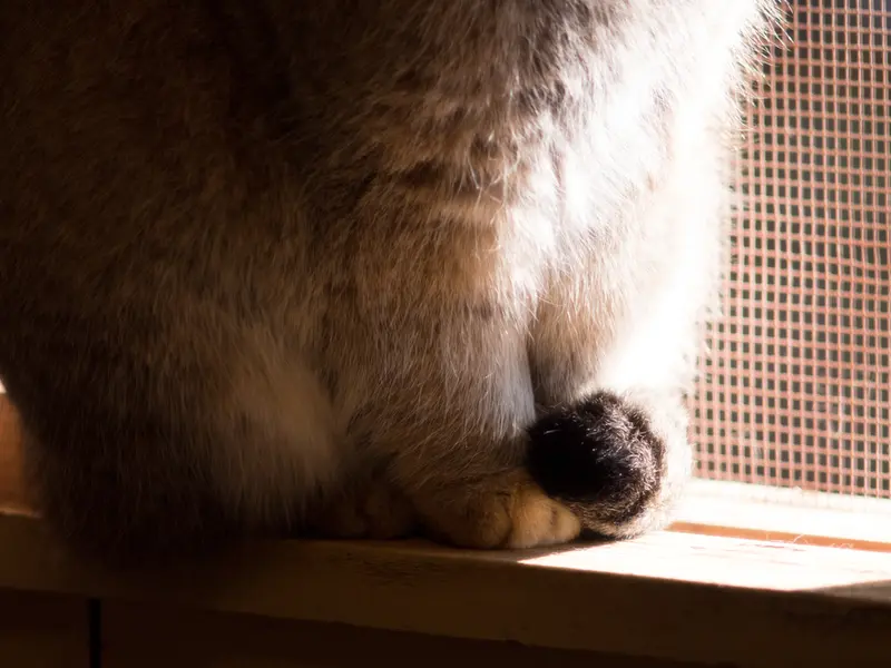 埼玉県こども動物自然公園のロータスの写真