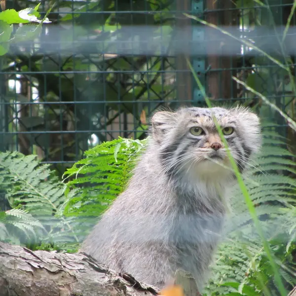 デッサウ動物園のマンニの写真