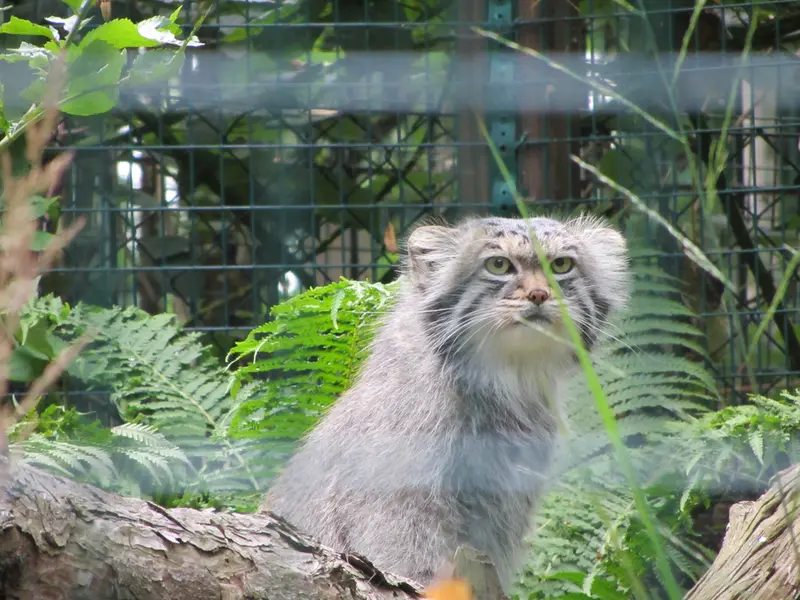 デッサウ動物園のマンニの写真