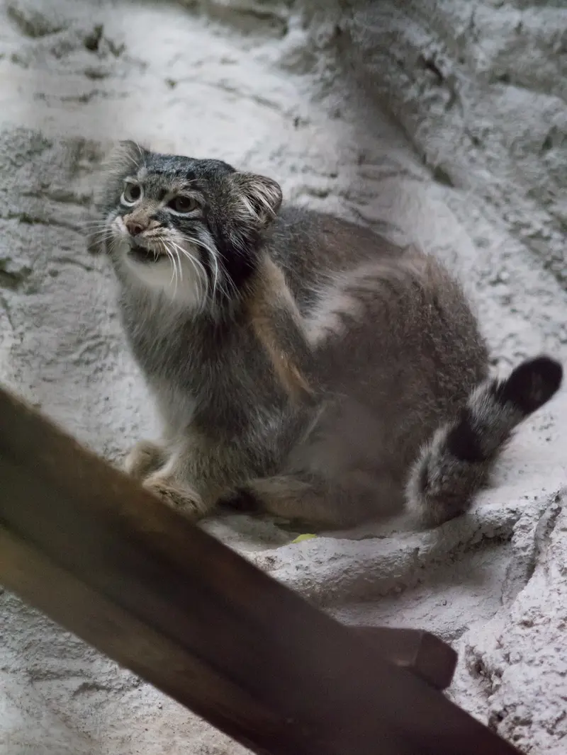 野毛山動物園のフィーガの写真