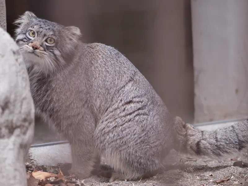 野毛山動物園のフィーガの写真