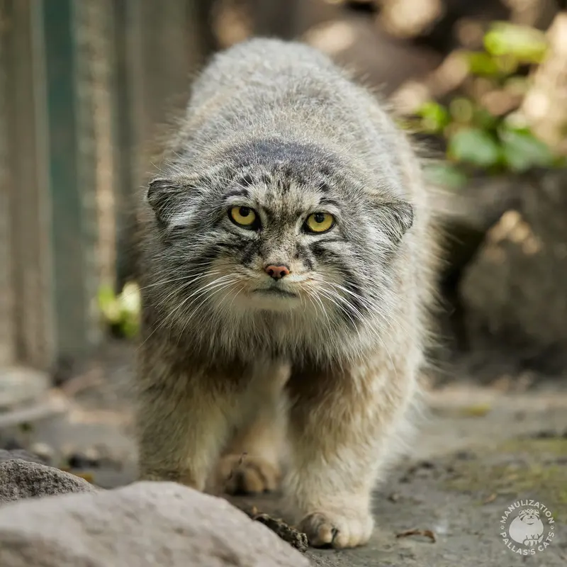 ブダペスト動物園＆植物園のボフスの写真