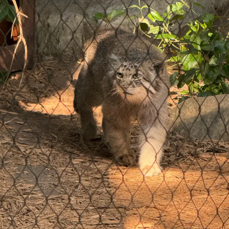 プロスペクト・パーク動物園のバトゥの写真