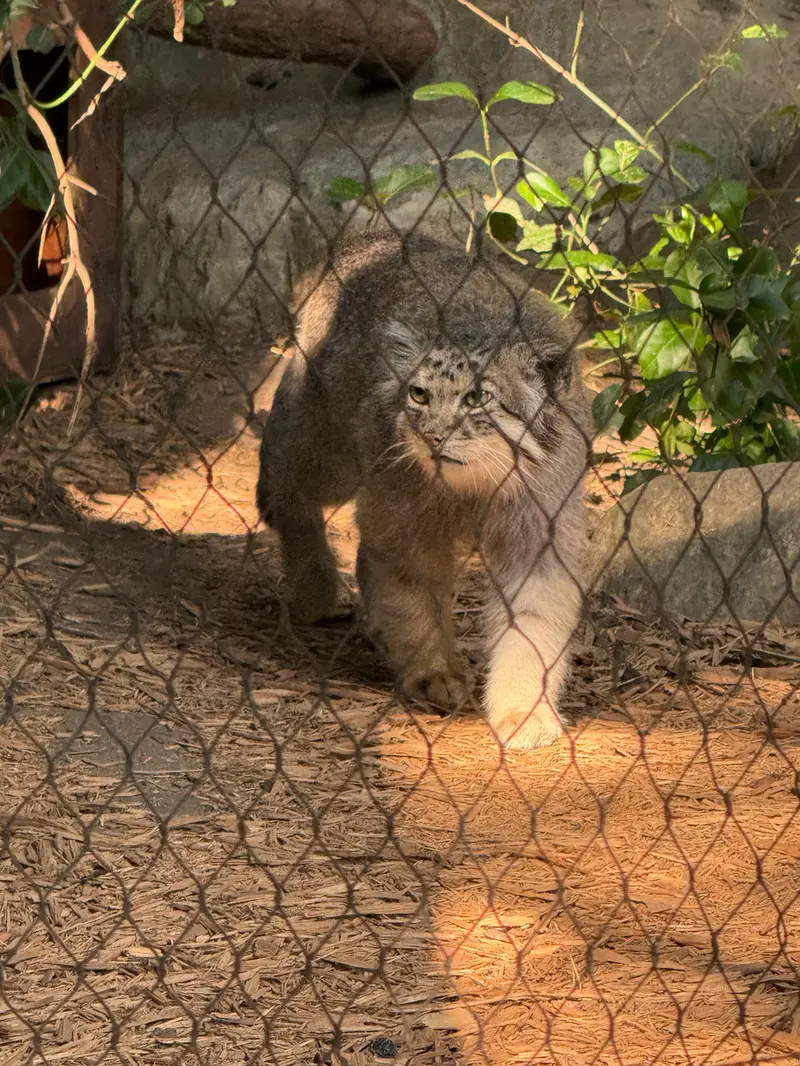 プロスペクト・パーク動物園のバトゥの写真