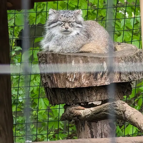 スミソニアン国立動物園のセバの写真