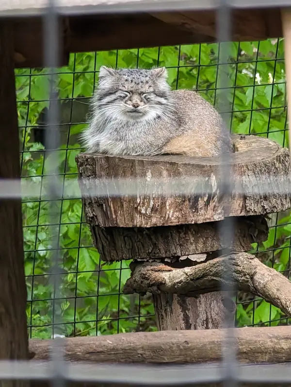 スミソニアン国立動物園のセバの写真
