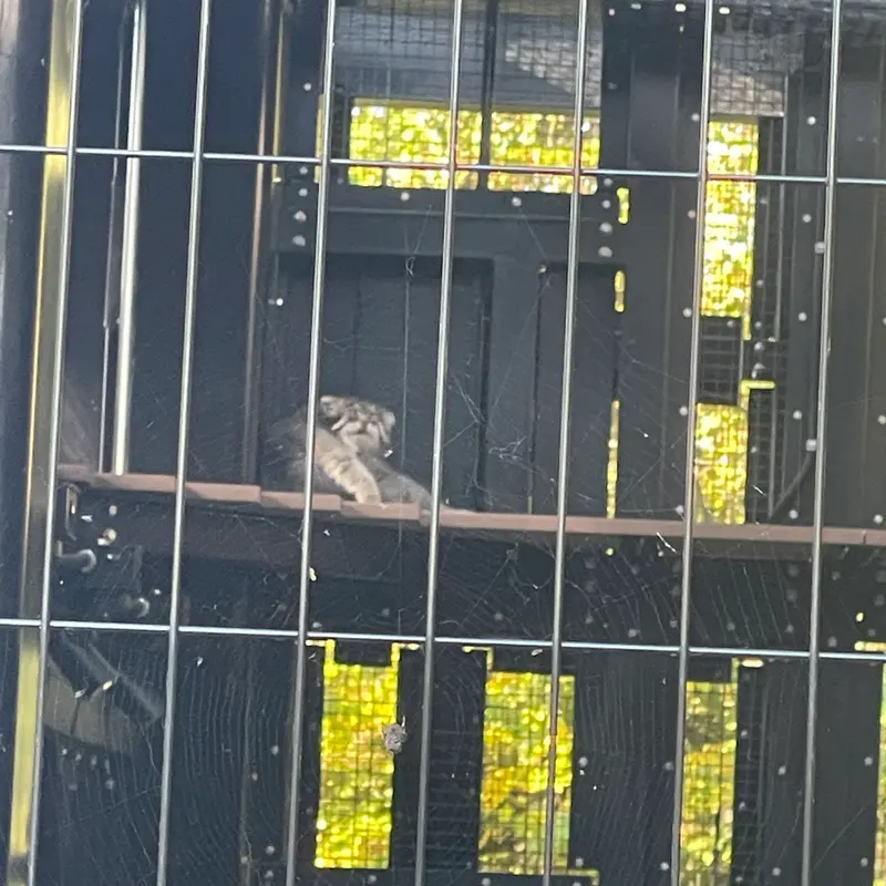 旭山動物園のグルーシャの写真