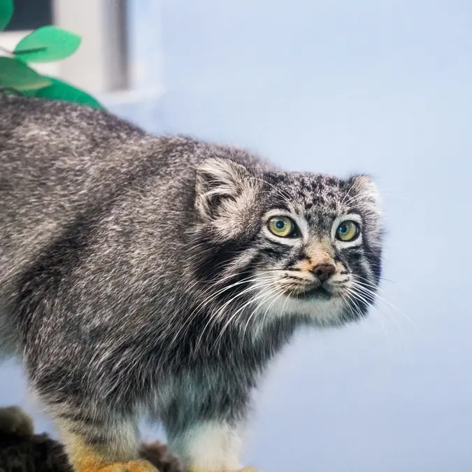青海チベット高原野生動物園のスン・サンランの写真