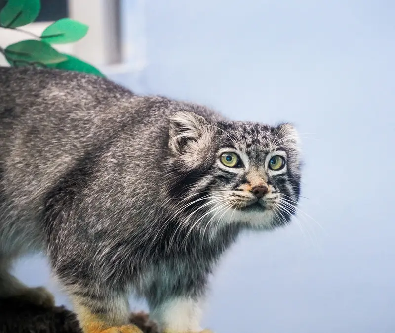 青海チベット高原野生動物園のスン・サンランの写真