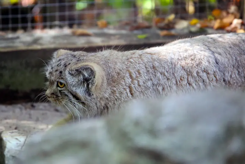 コシツェ動物園のアラニの子（2026年生まれ）Ⅰの写真