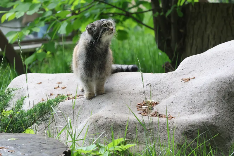 モスクワ動物園のティモフェイの写真