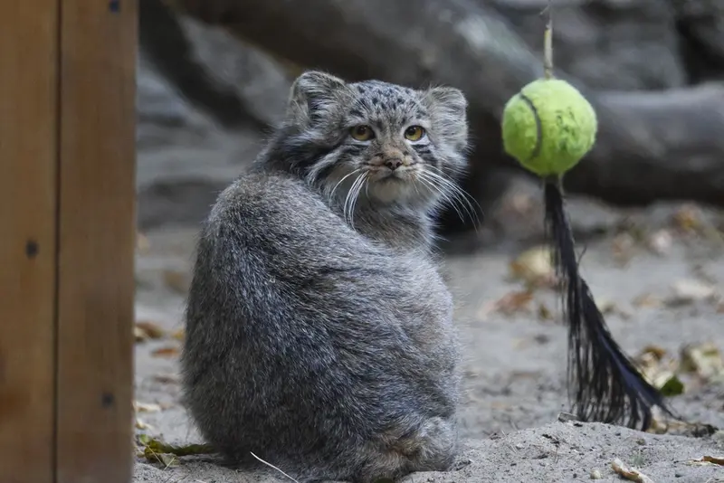 ノヴォシビルスク動物園のマヌルネコの写真