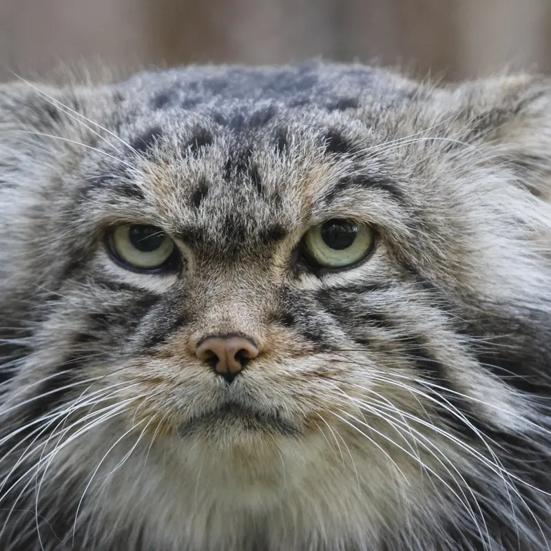 ノヴォシビルスク動物園のジョージの写真