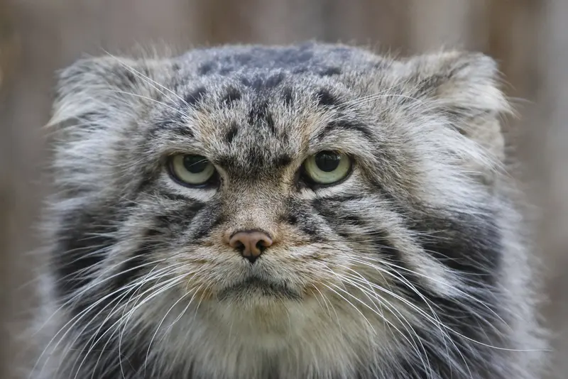 ノヴォシビルスク動物園のジョージの写真