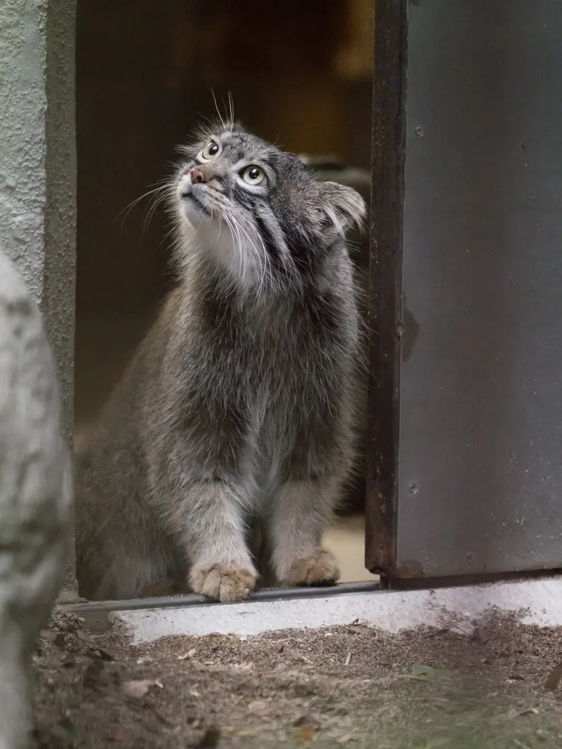 野毛山動物園のフィーガの写真
