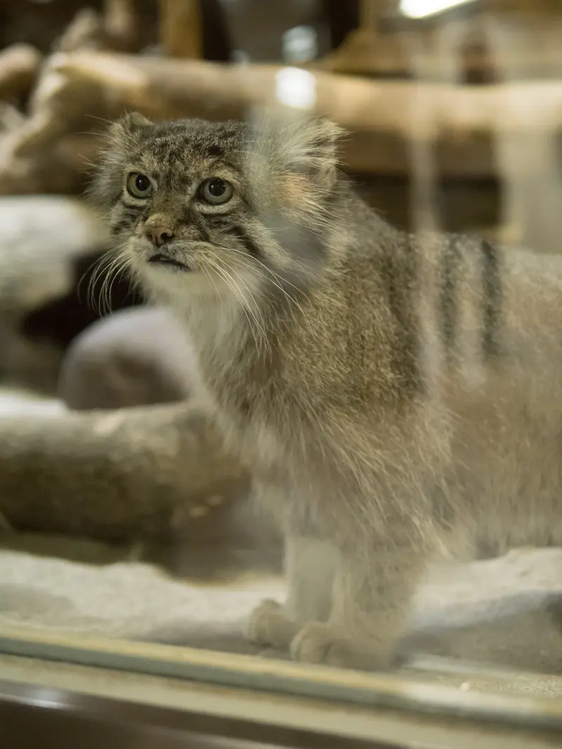 恩賜上野動物園のクリョンの写真
