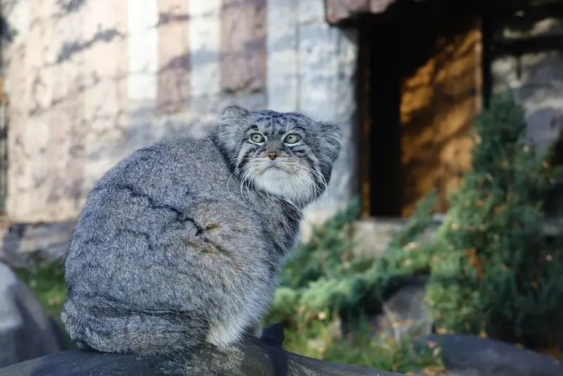 モスクワ動物園のティモフェイの写真