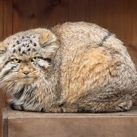 ノヴォシビルスク動物園のジンジャーの写真