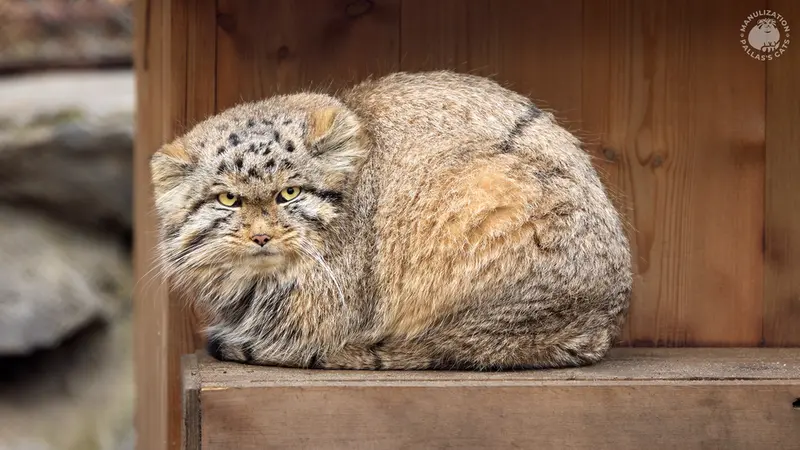 ノヴォシビルスク動物園のジンジャーの写真