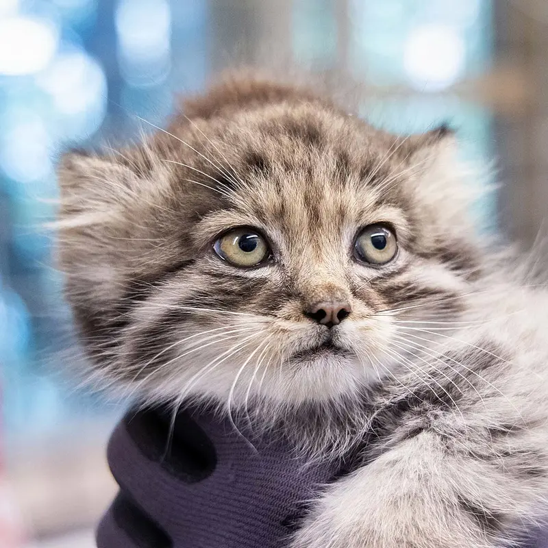 コルケアサーリ動物園のマヌルネコのサーガ