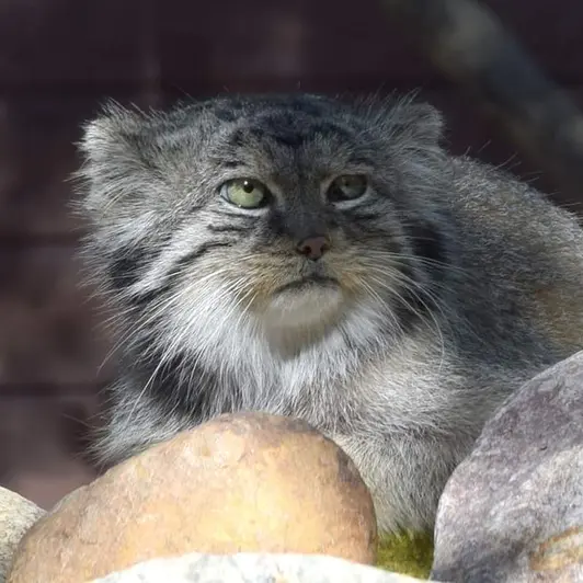 ポズナン新動物園のボリスの写真