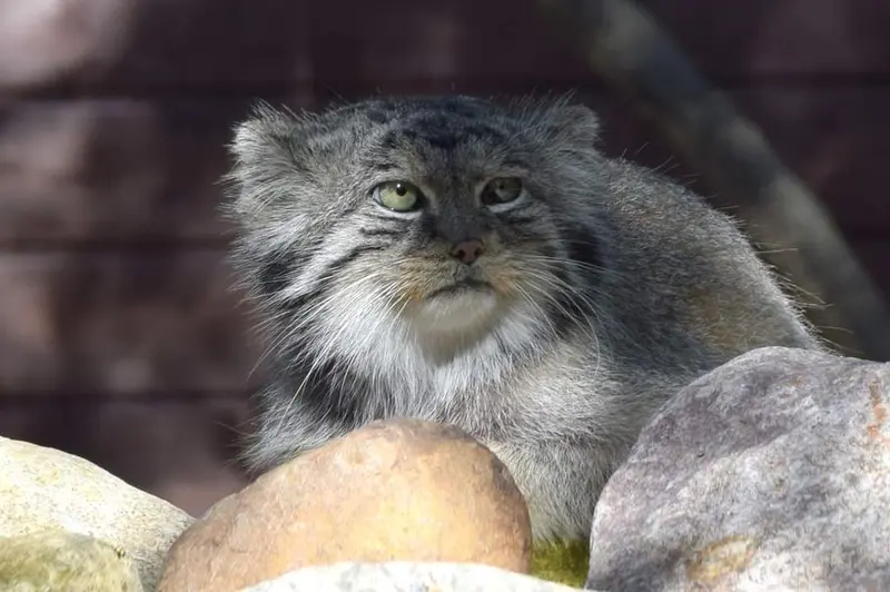 ポズナン新動物園のボリスの写真