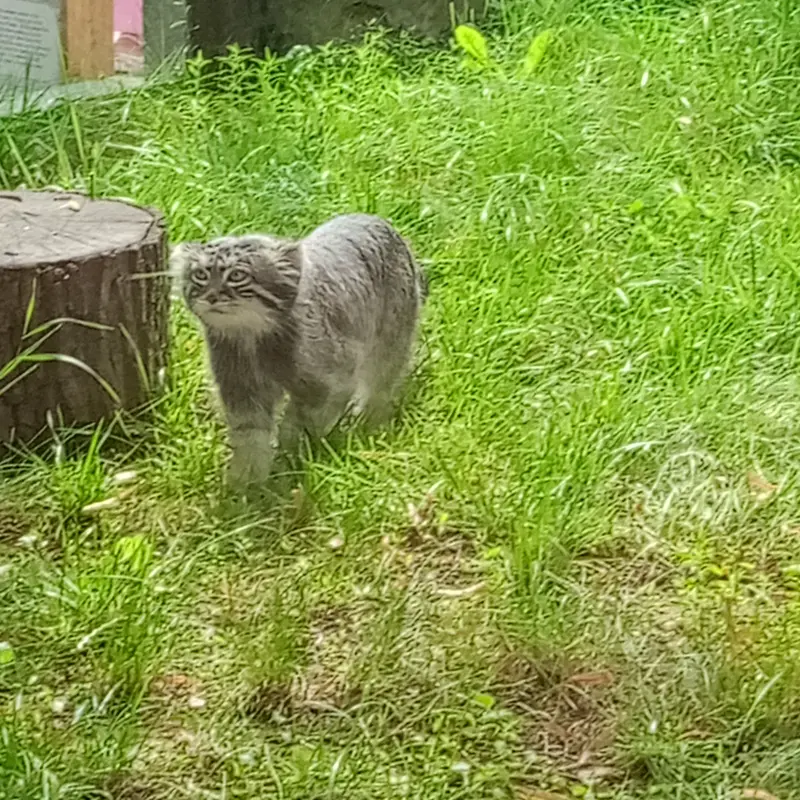 モスクワ動物園のティモフェイの写真