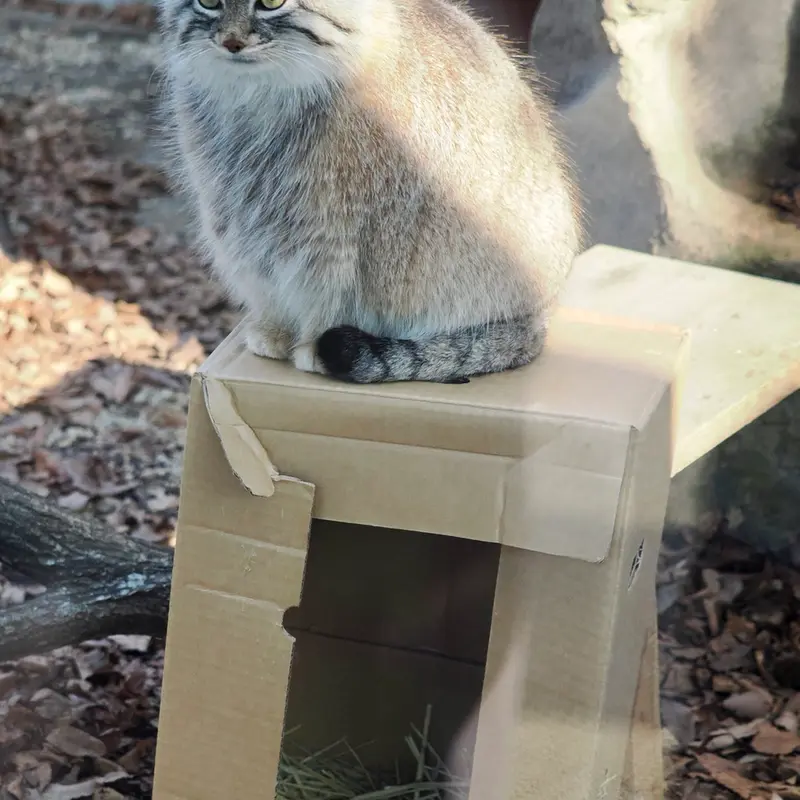 埼玉県こども動物自然公園のオリーヴァの写真