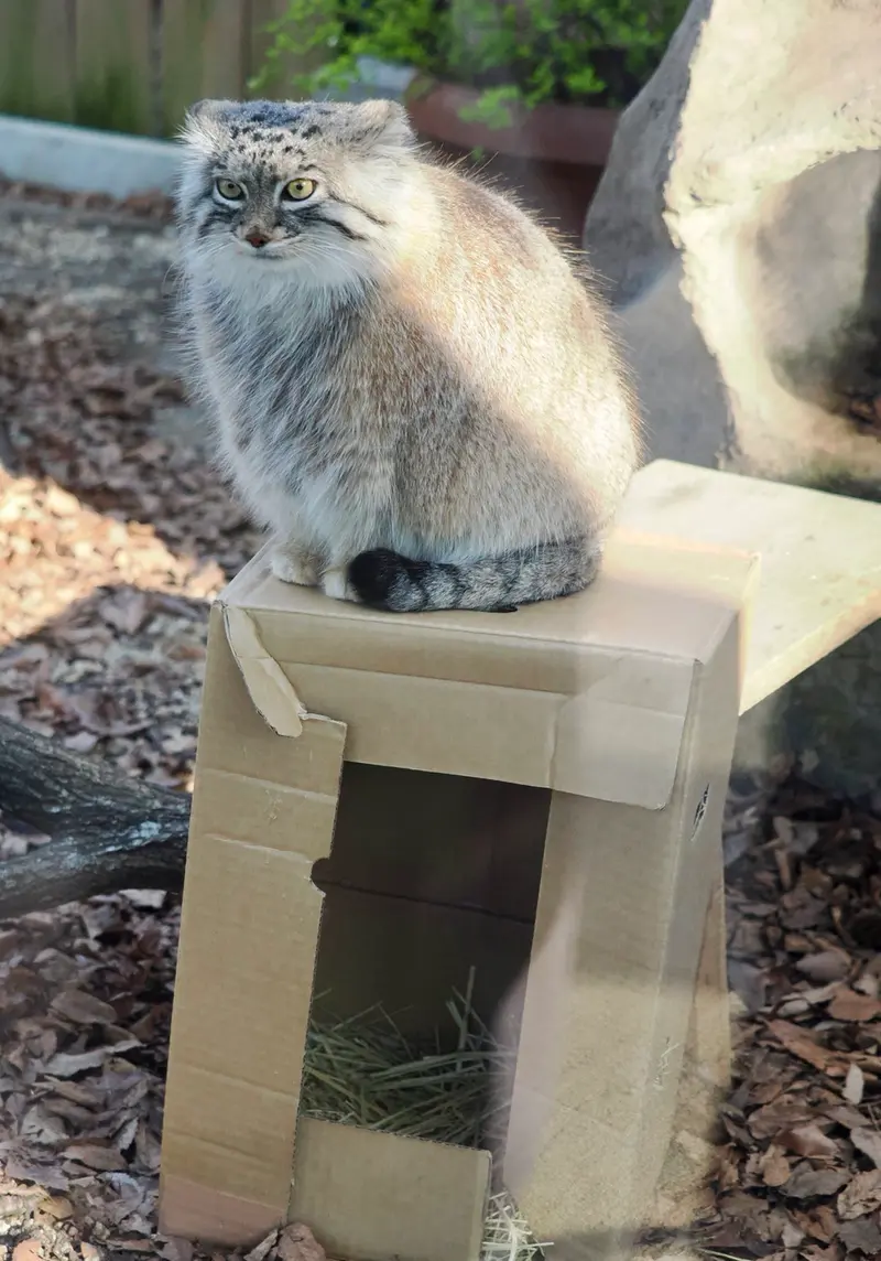埼玉県こども動物自然公園のオリーヴァの写真