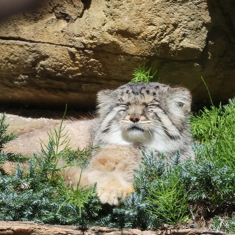マヌルネコの写真