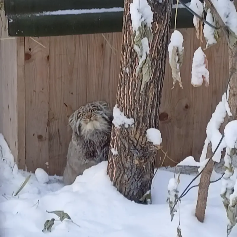 ノヴォシビルスク動物園のグレイの写真