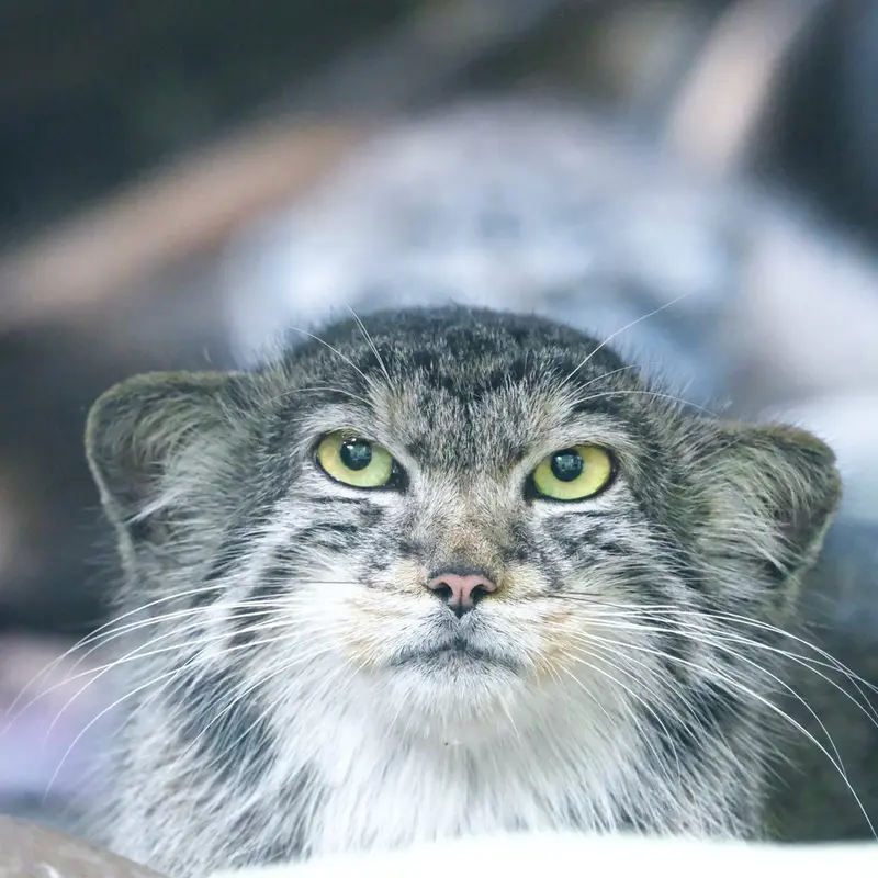 バナム動物園のザヤの写真