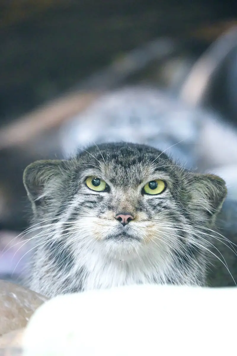 バナム動物園のザヤの写真