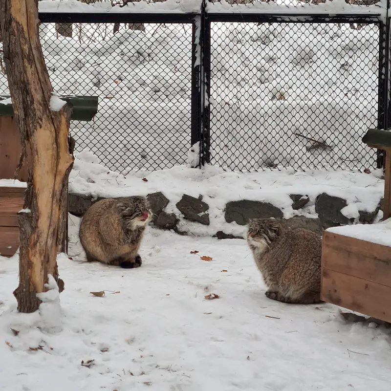 ノヴォシビルスク動物園のジョージとミアの写真