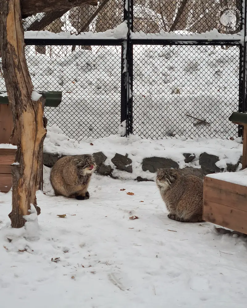 ノヴォシビルスク動物園のジョージとミアの写真