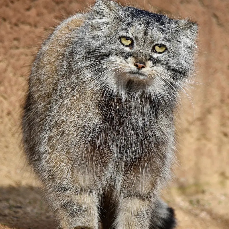 プラハ動物園のプリンセッサの写真