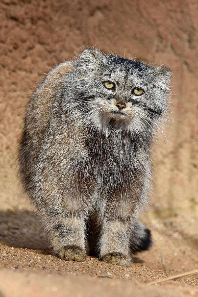 プラハ動物園のプリンセッサの写真