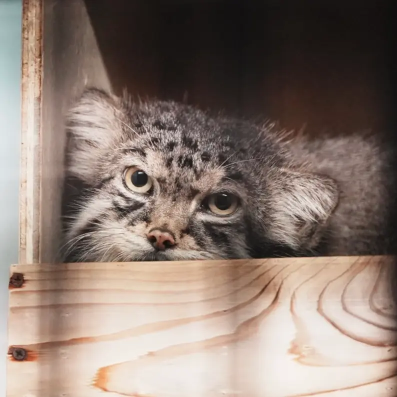 神戸市立王子動物園のイーリスの写真