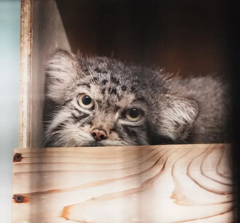 神戸市立王子動物園のイーリスの写真