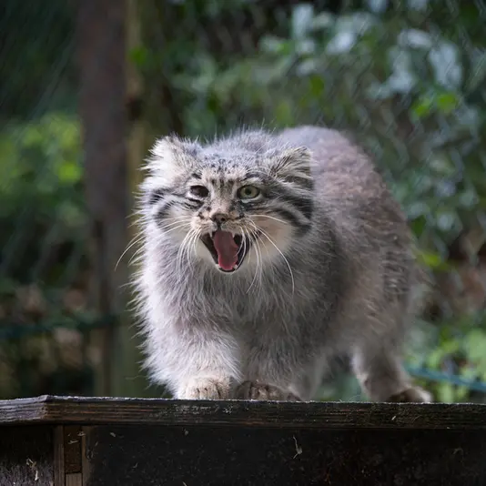 オペル動物園のバトゥの写真